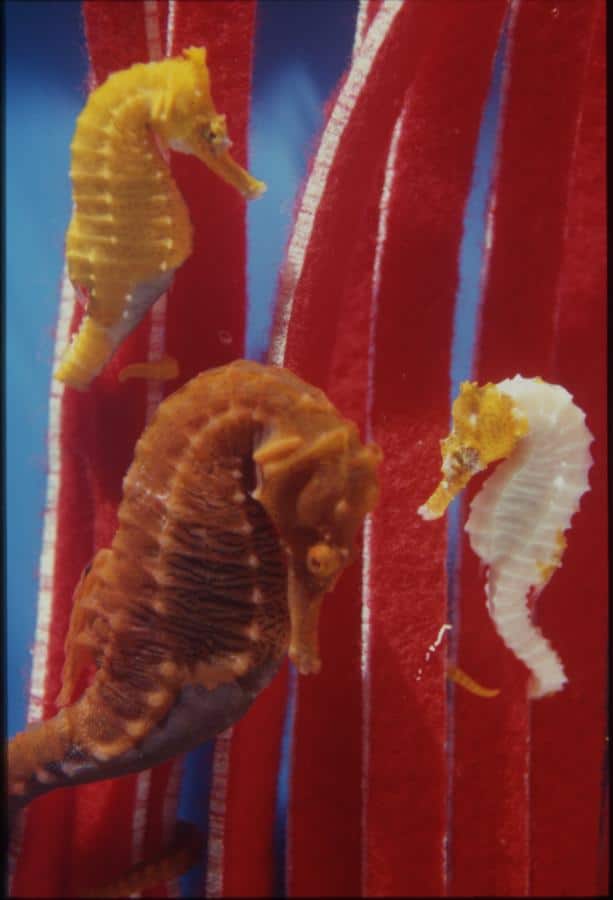 Three captive-bred seahorses from Seahorse.com